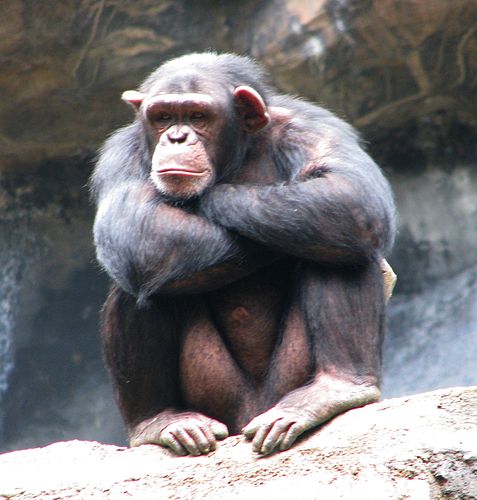 Common chimpanzee